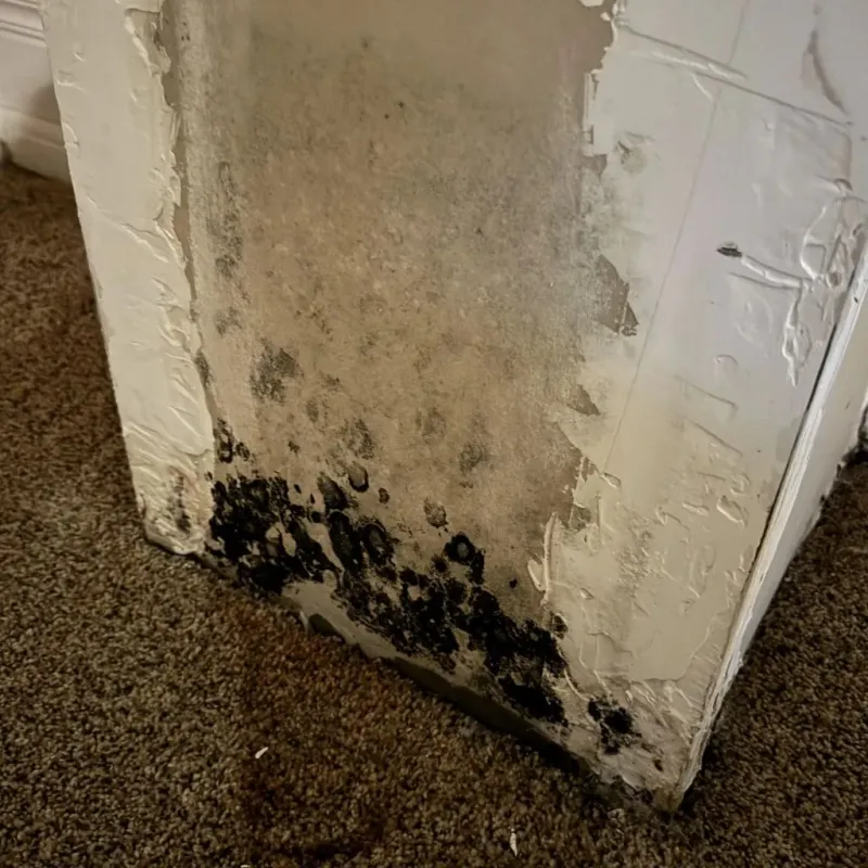 Professional Mold Removal in Madison, IN
